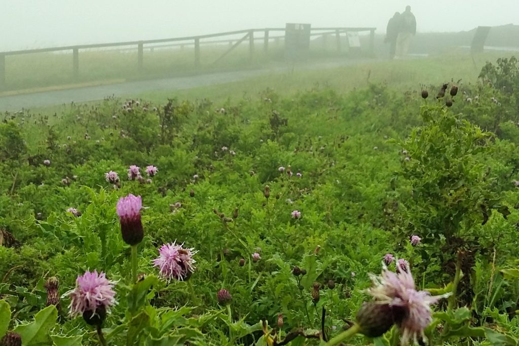 No caminho até Cliffs of Moher, paisagem é composta por gramados com flores roxas